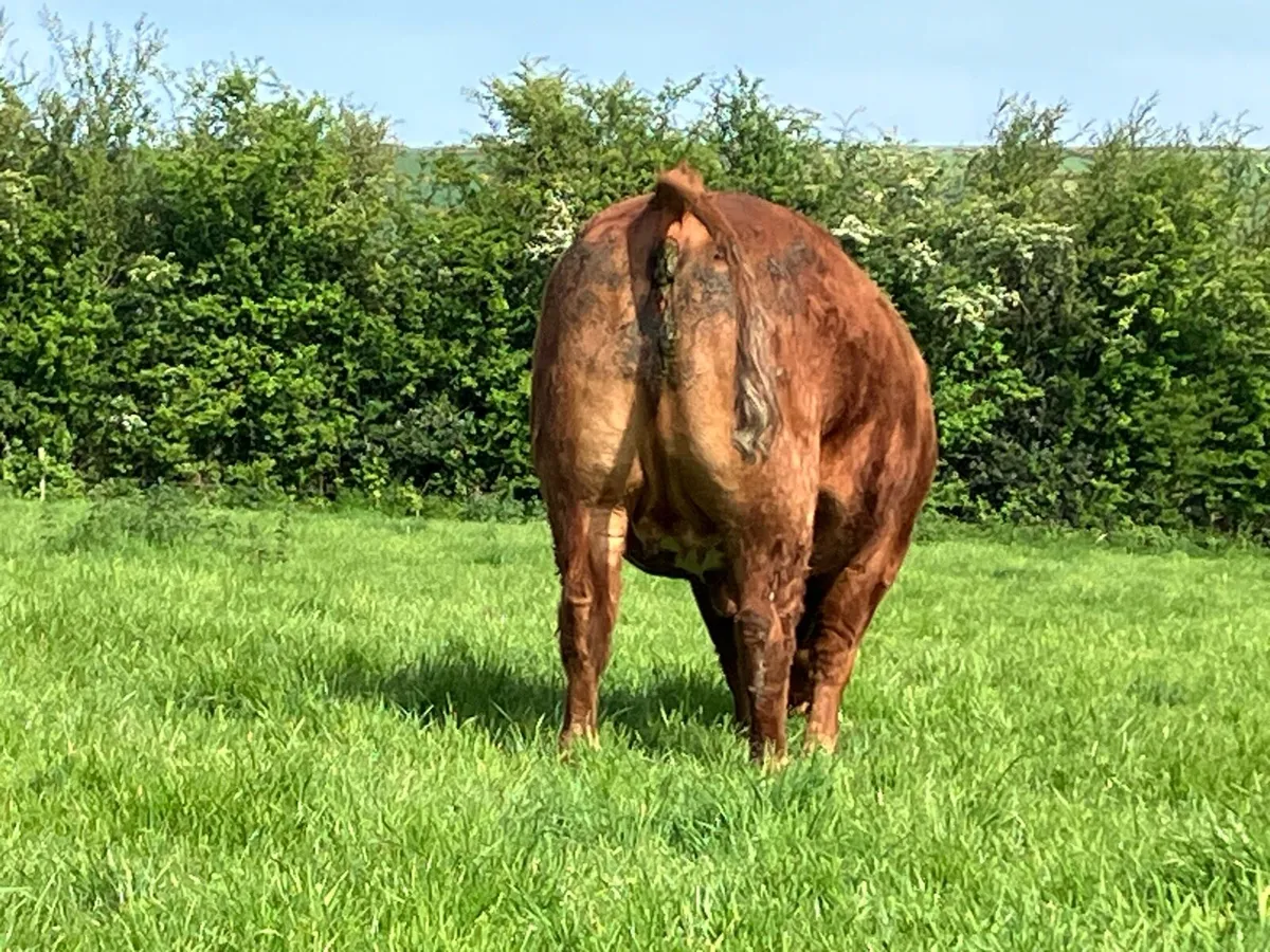 Incalf heifers - Image 3