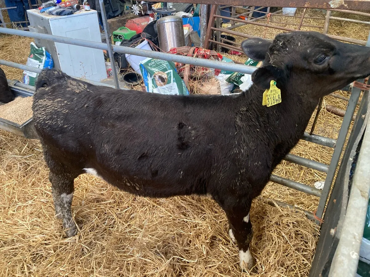 High ebi calves - Image 2