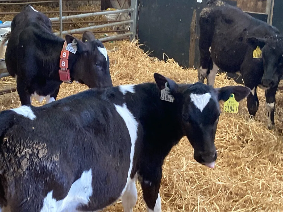 High ebi calves - Image 3