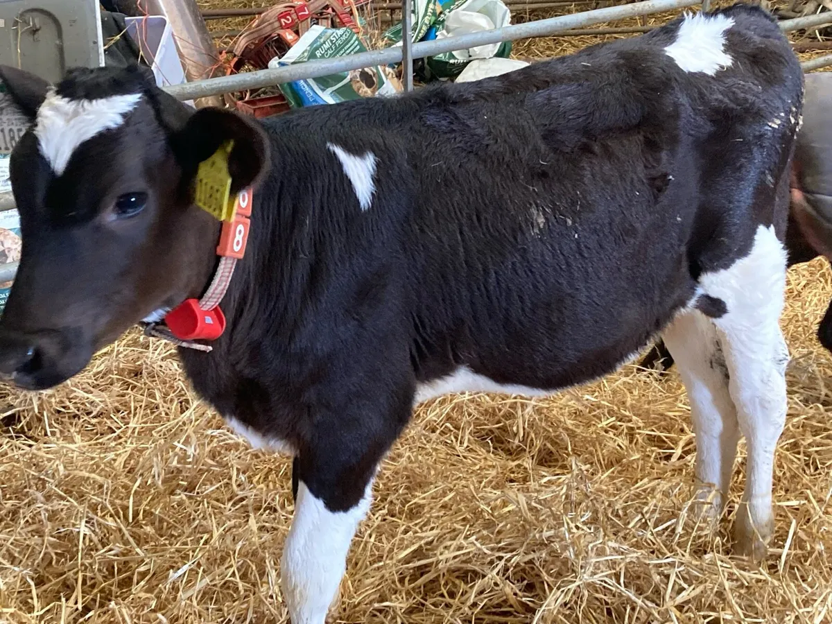 High ebi calves - Image 4