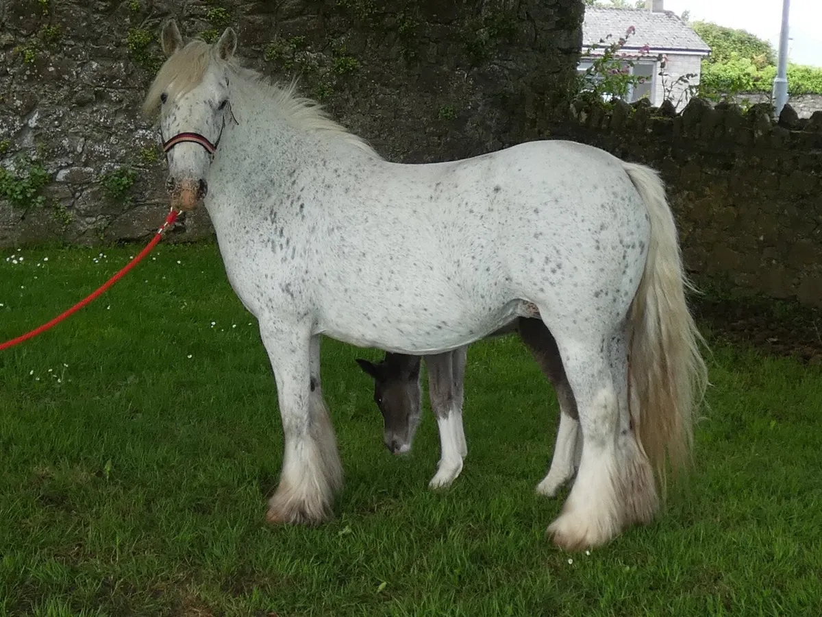 Proper mare for sale - Image 2