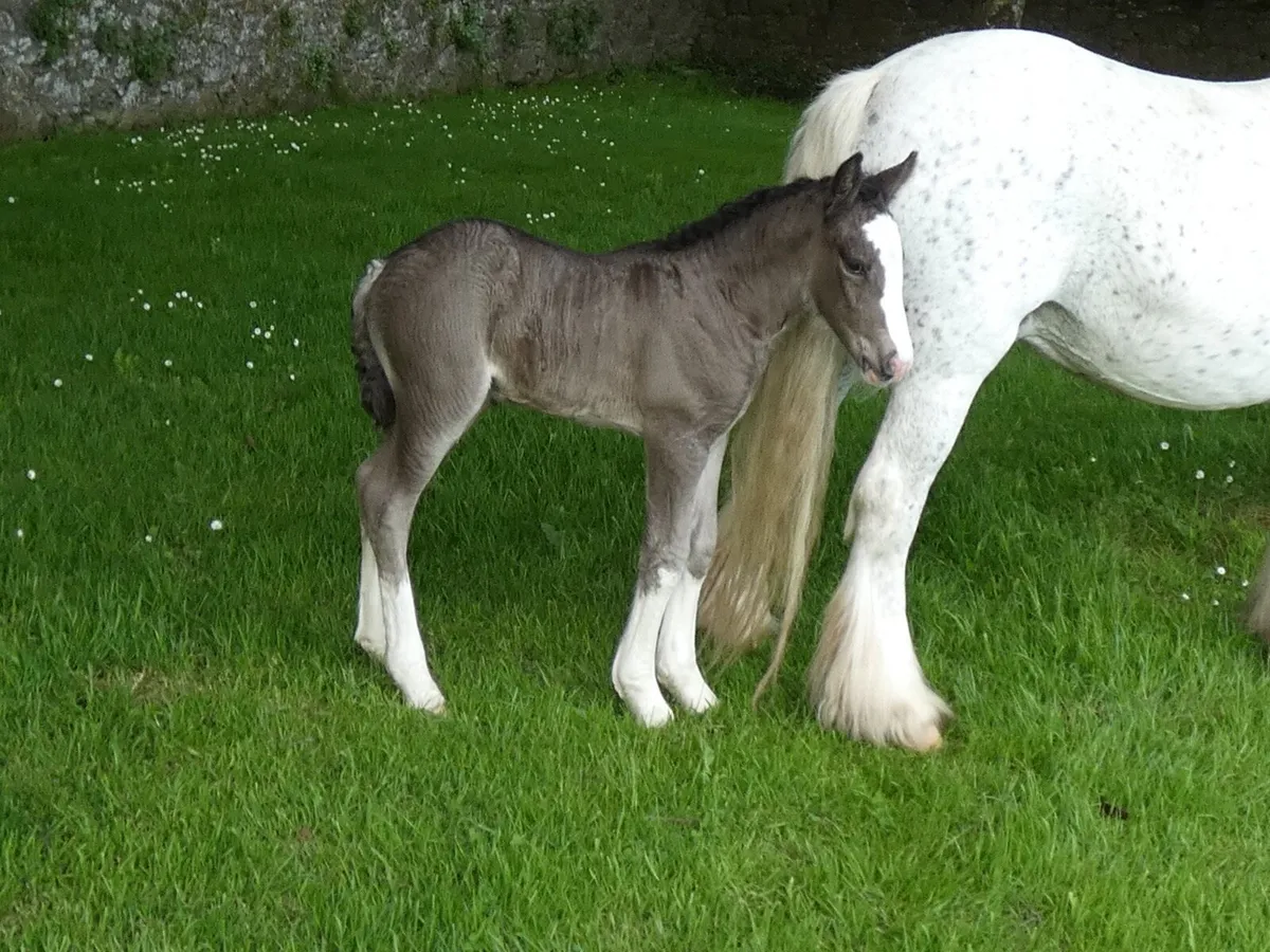 Proper mare for sale - Image 3