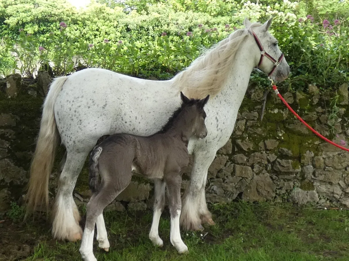 Proper mare for sale - Image 4