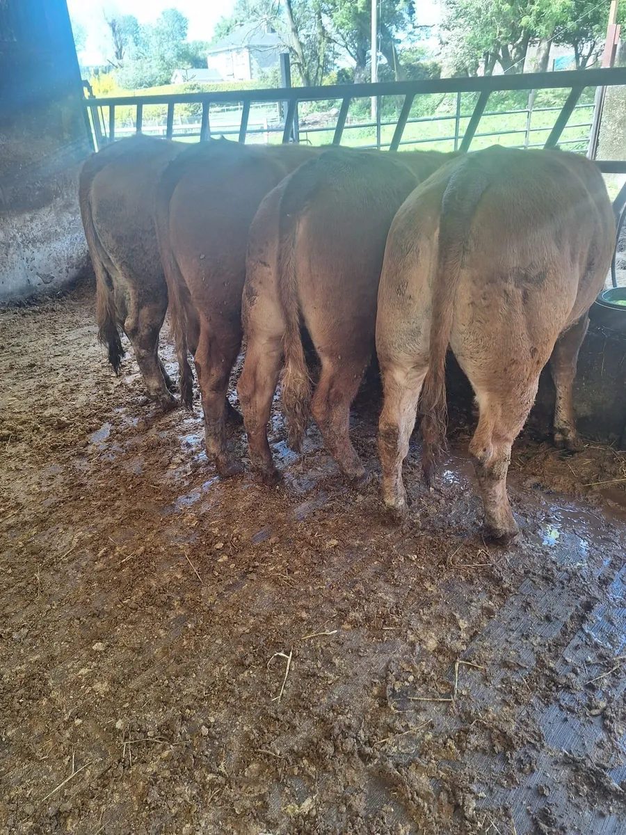 Limousin Heifers - Image 2