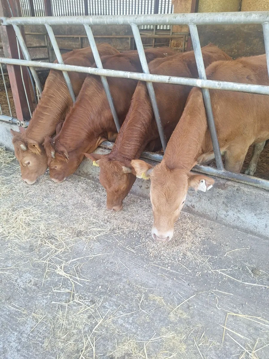 Limousin Heifers - Image 1