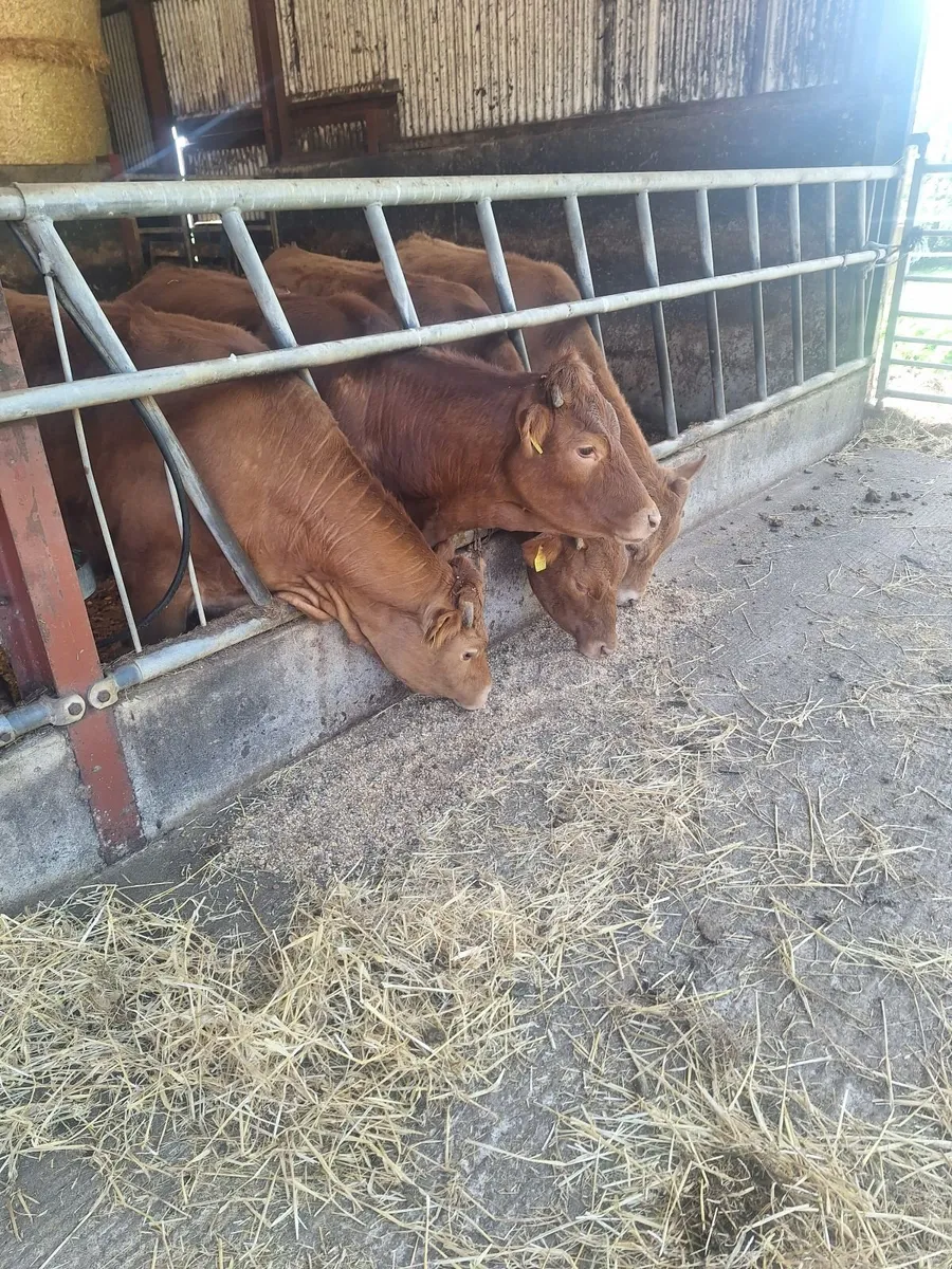 Limousin Heifers - Image 3