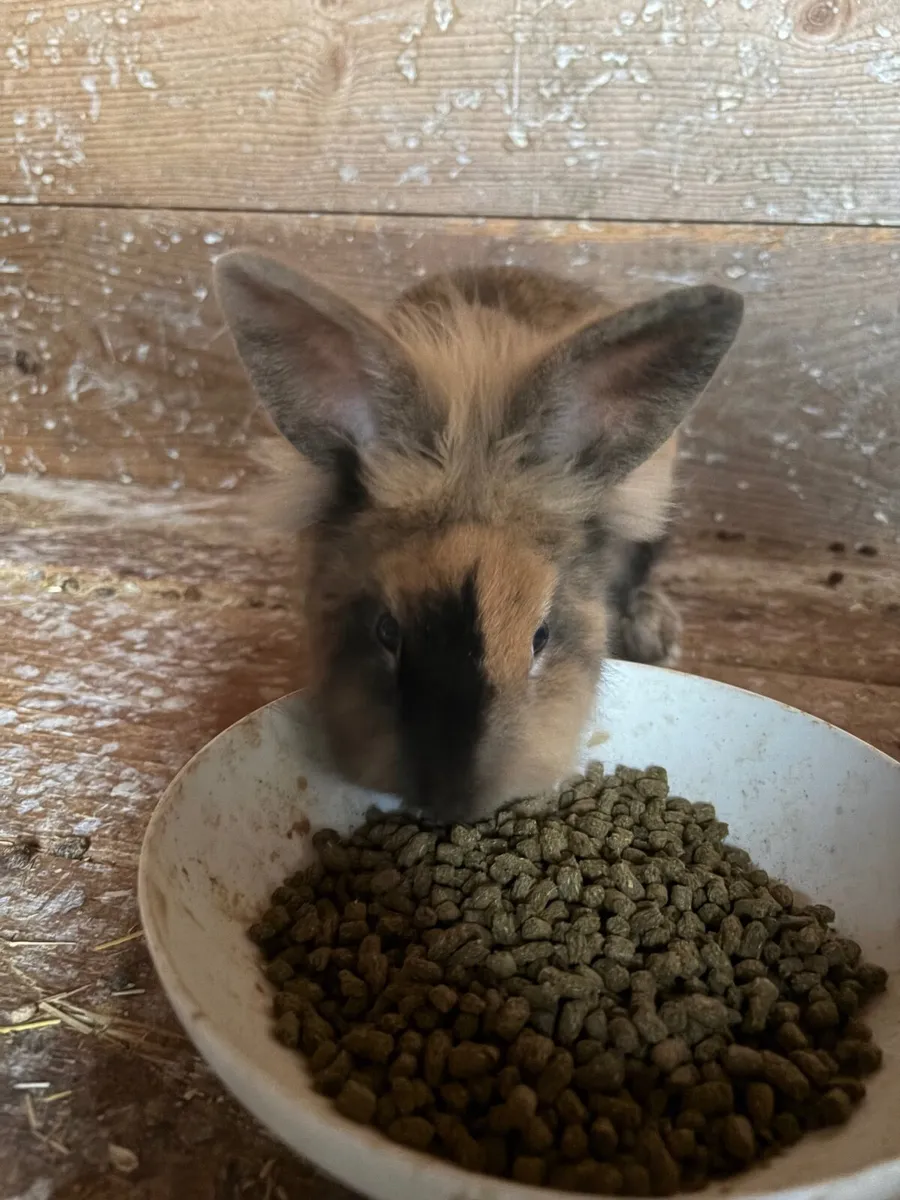 Rabbit - Image 3