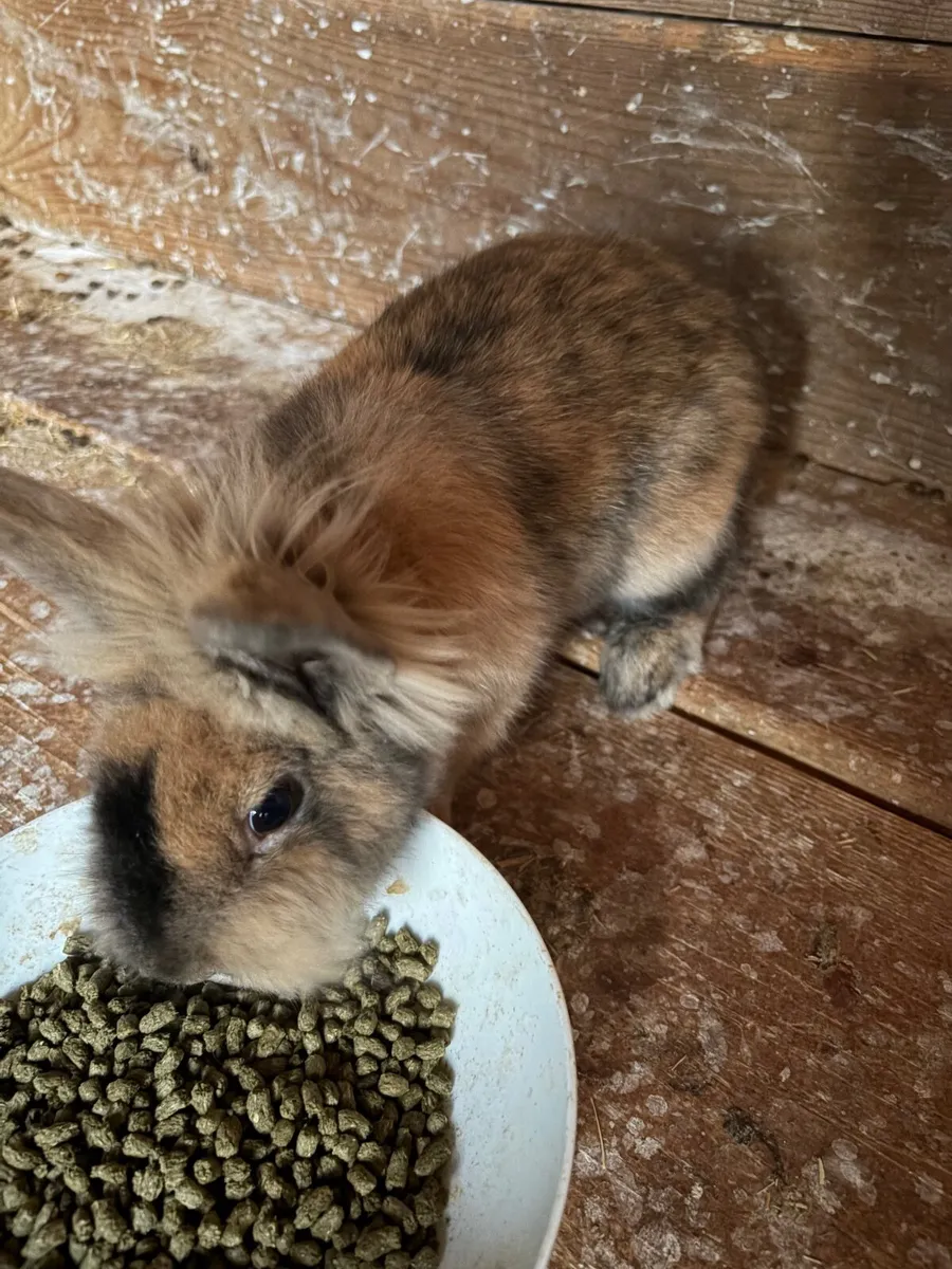 Rabbit - Image 4