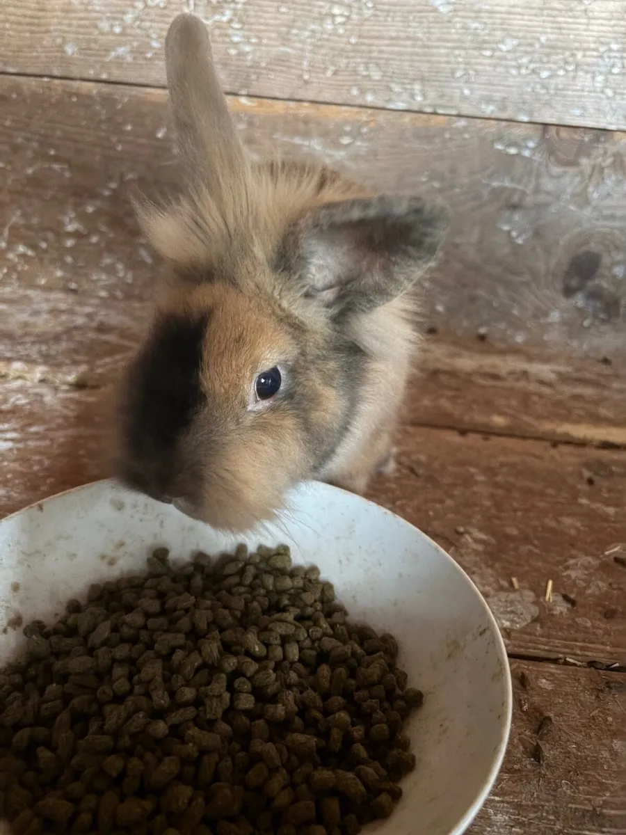 Rabbit - Image 1