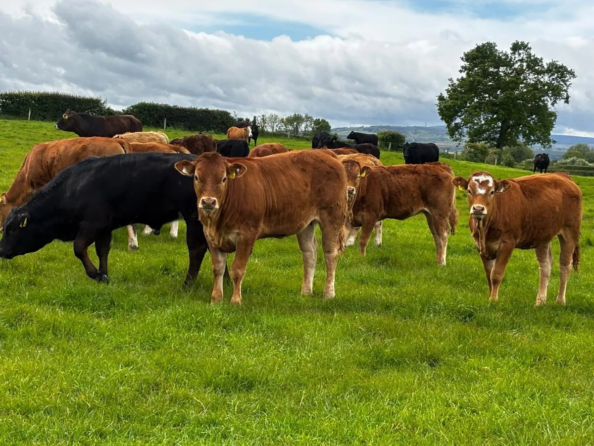 Kilcullen mart 30 Autumn born weanlings - Image 3