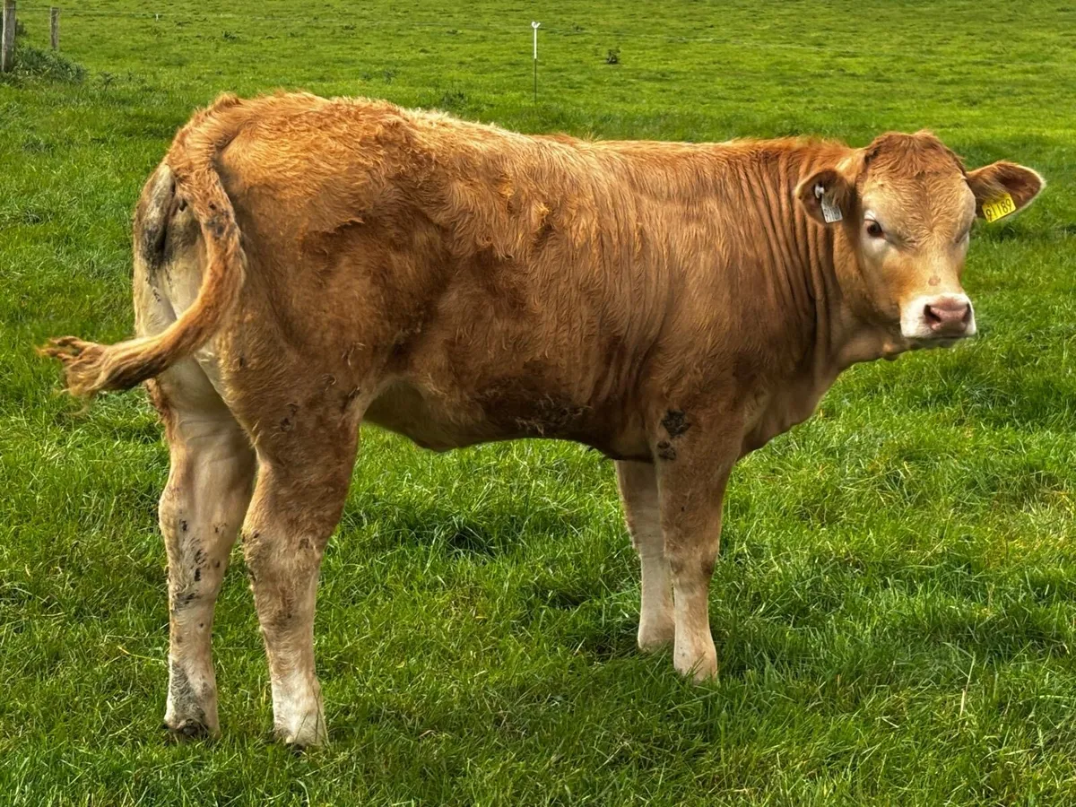 Kilcullen mart 30 Autumn born weanlings - Image 4
