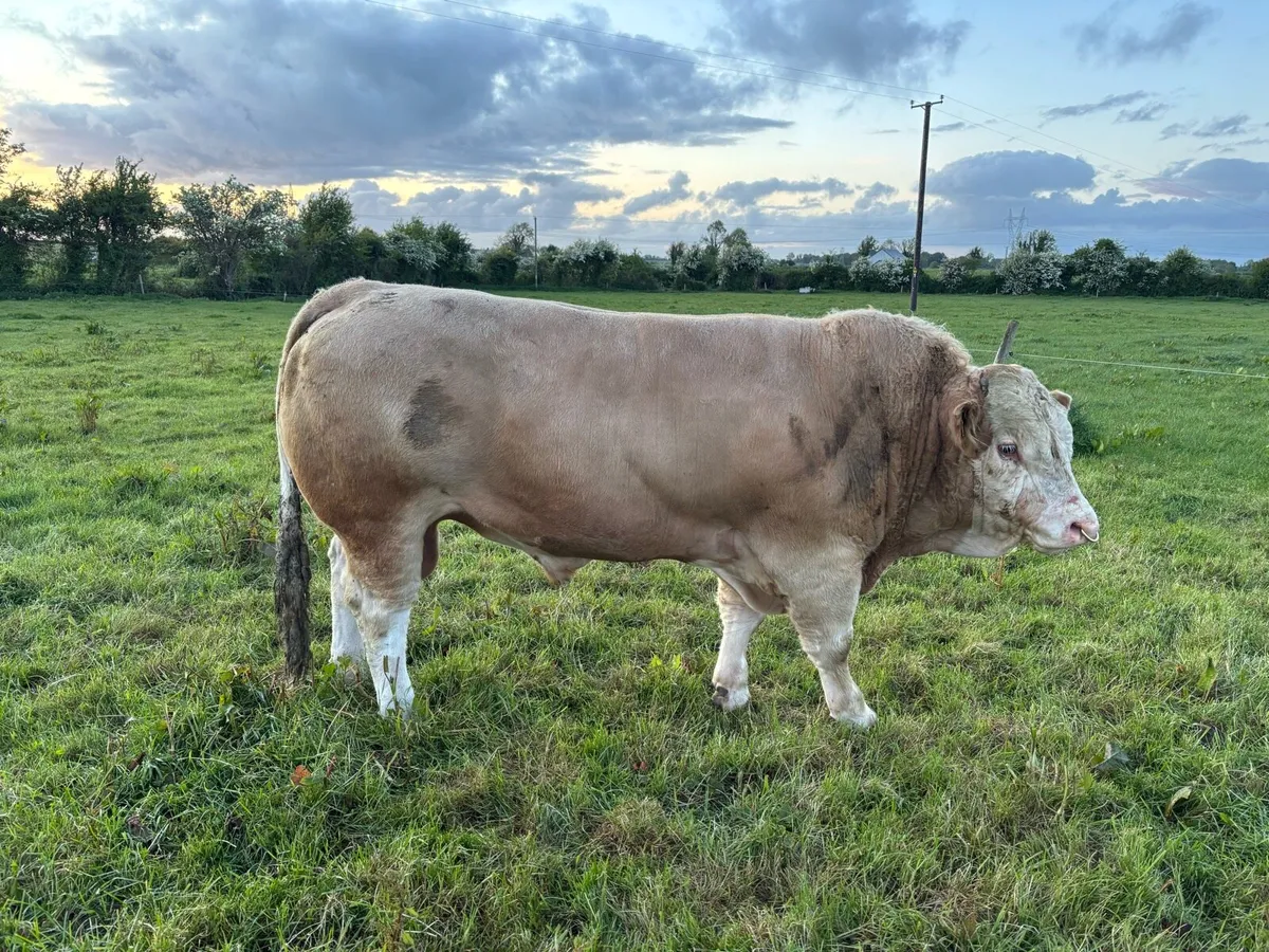 Simmental and Limousine bulls - Image 2
