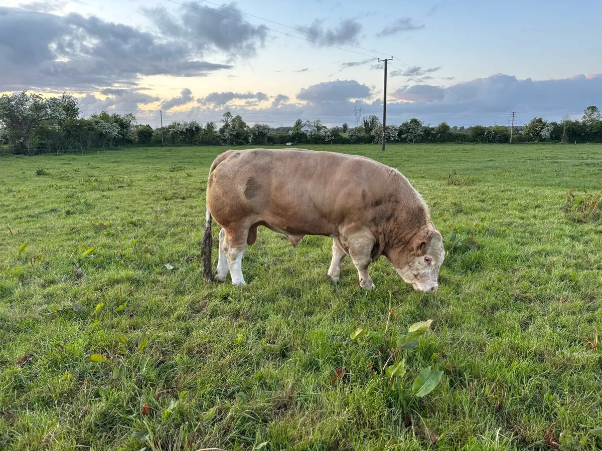 Simmental and Limousine bulls - Image 3
