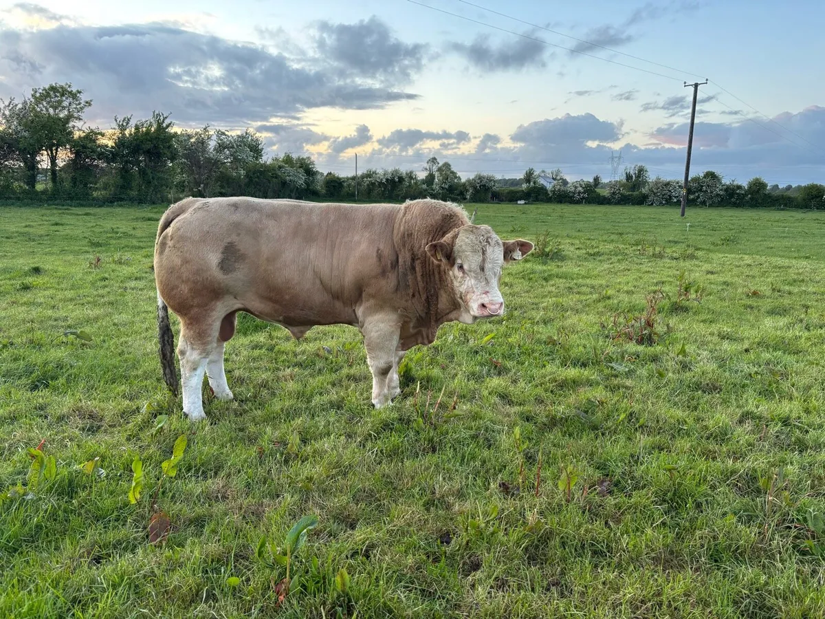 Simmental and Limousine bulls - Image 4