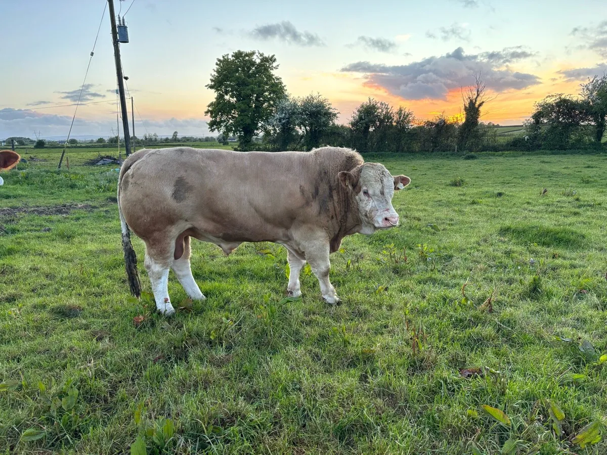 Simmental and Limousine bulls - Image 4