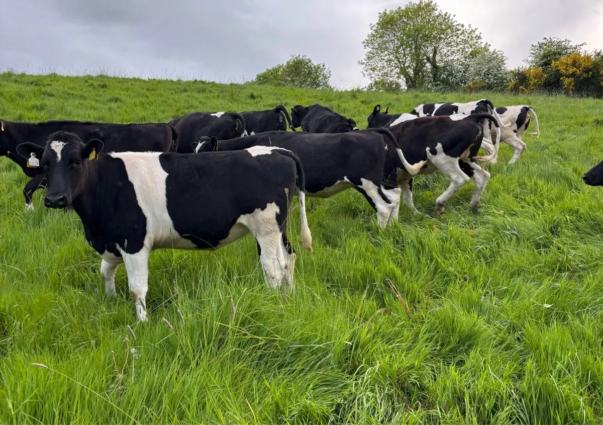 Maiden Heifers - Image 2