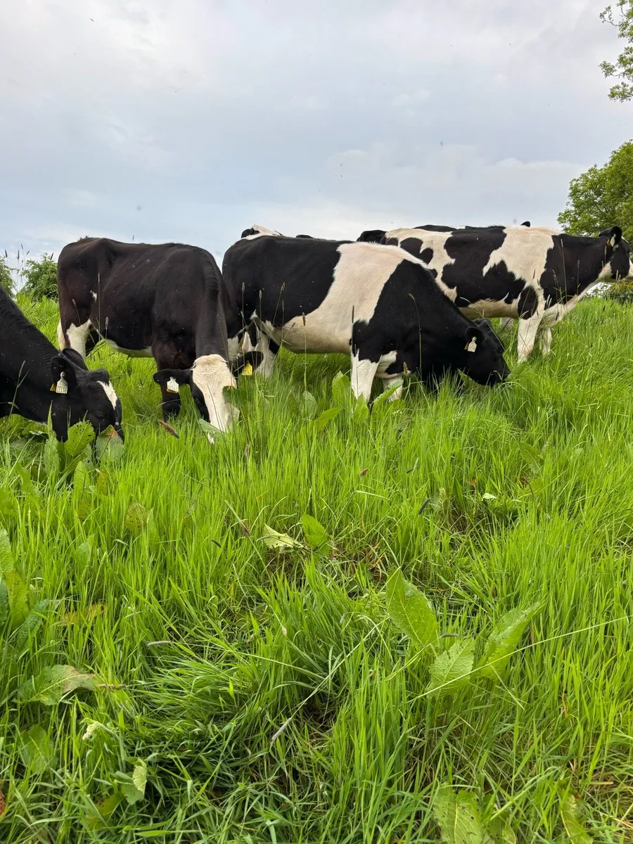 Maiden Heifers - Image 3