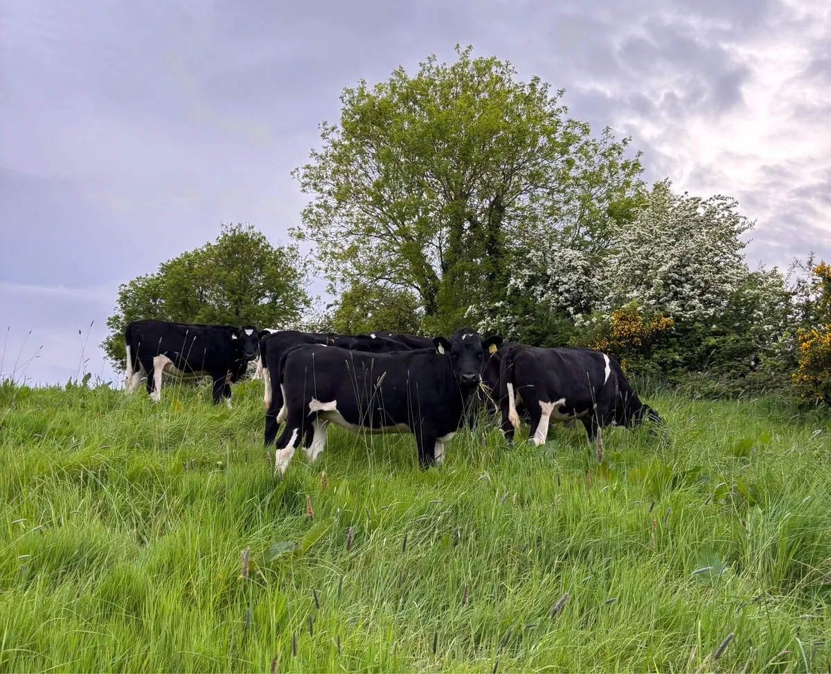 Maiden Heifers - Image 4