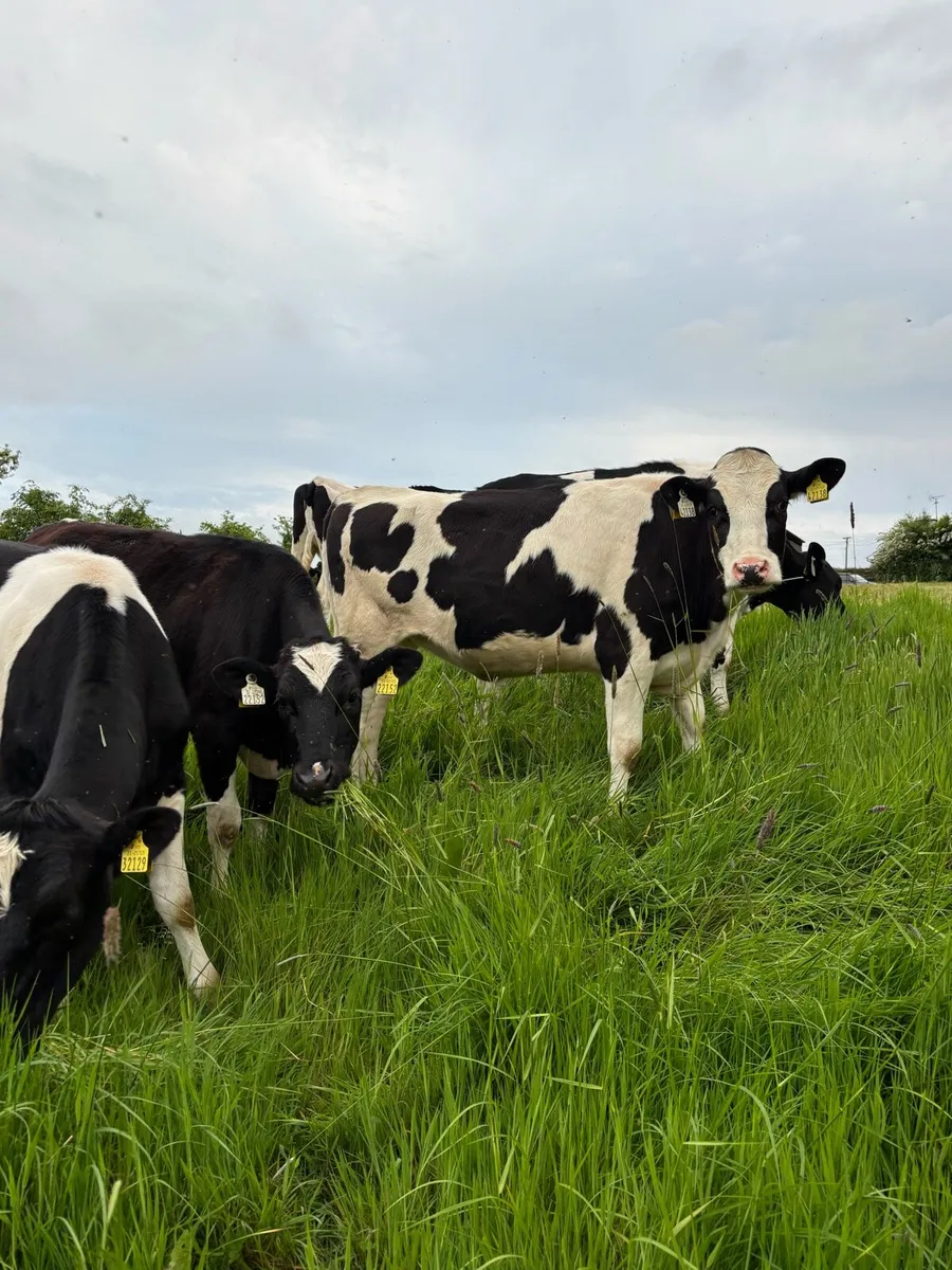 Top quality Heifers for sale - Image 4