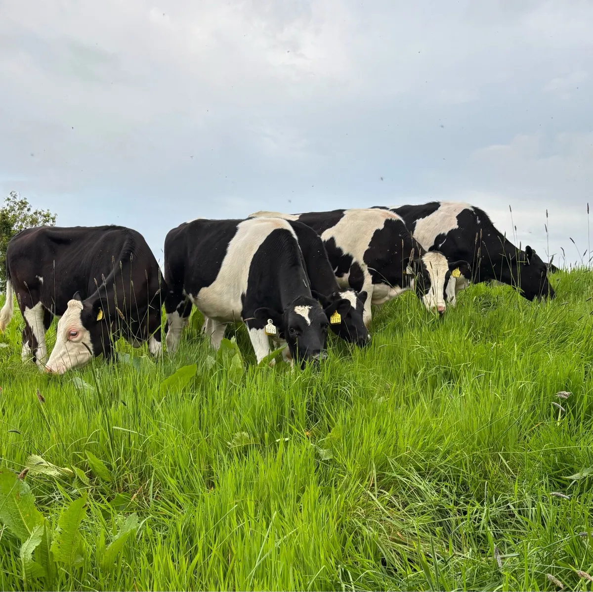 Maiden Heifers - Image 1