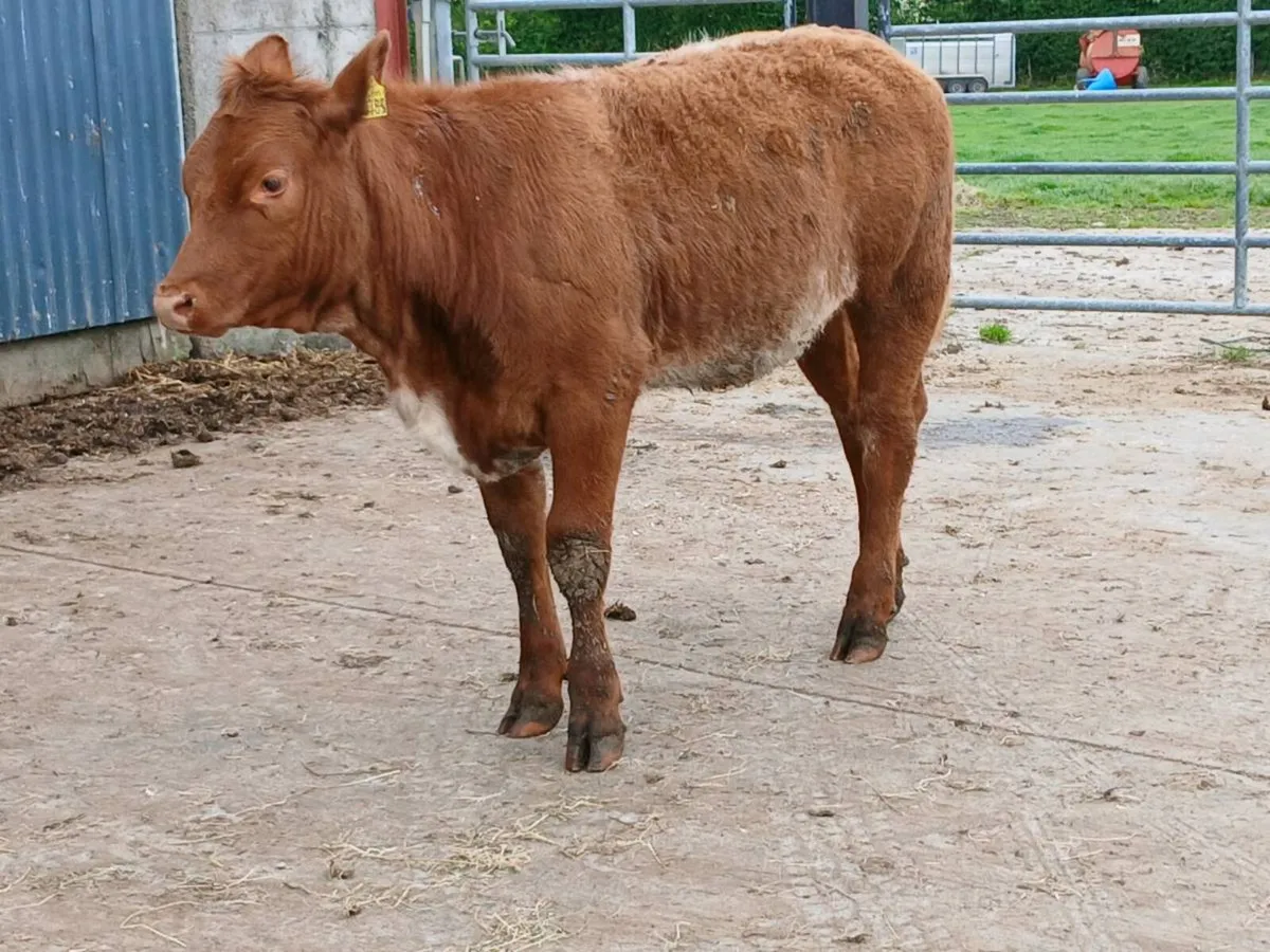 2 Top quality Heifer's for sale - Image 2