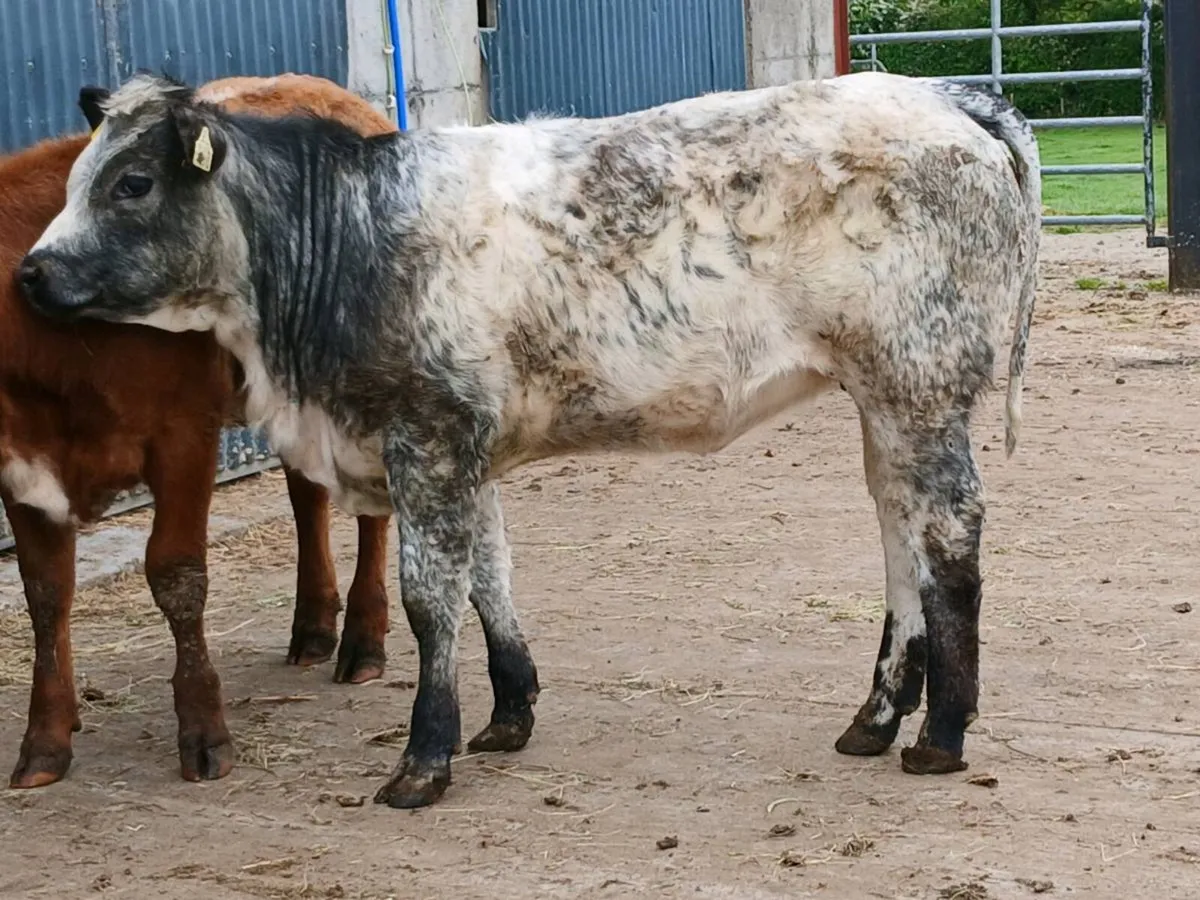 2 Top quality Heifer's for sale - Image 4