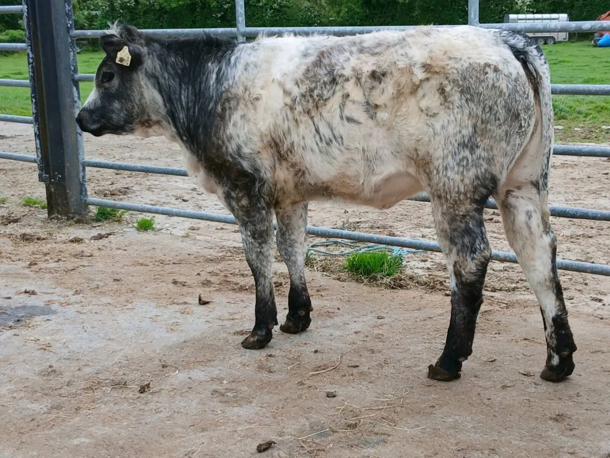 2 Top quality Heifer's for sale - Image 3