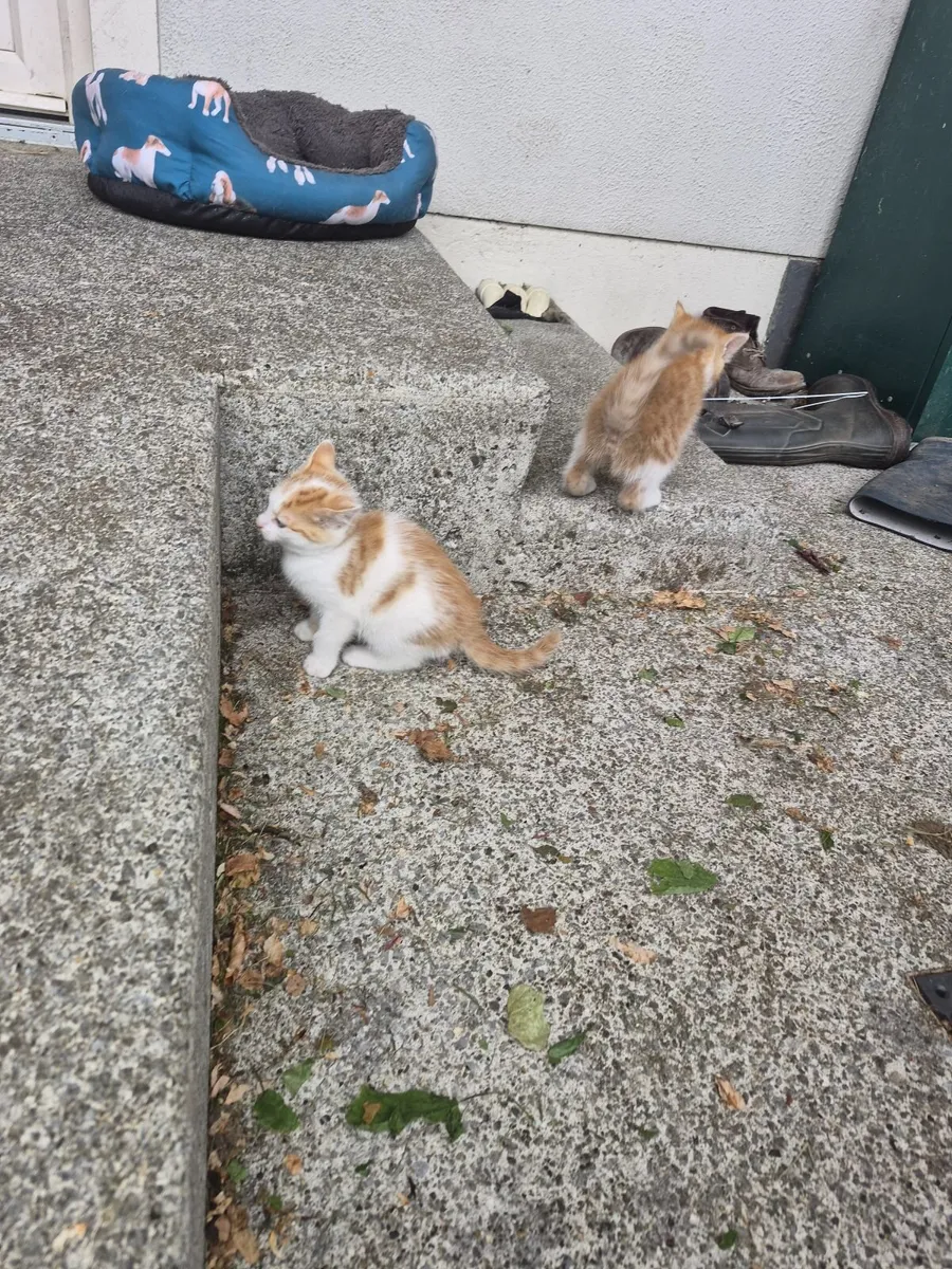 Kitten - Image 2