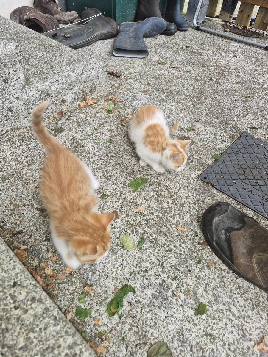 Kitten - Image 3