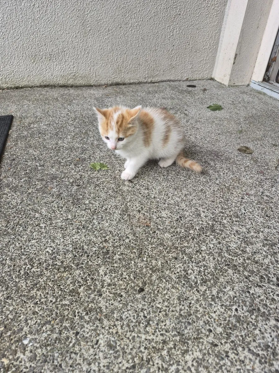 Kitten - Image 4