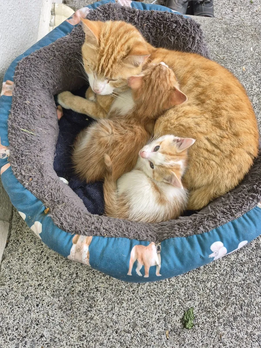Kitten - Image 1