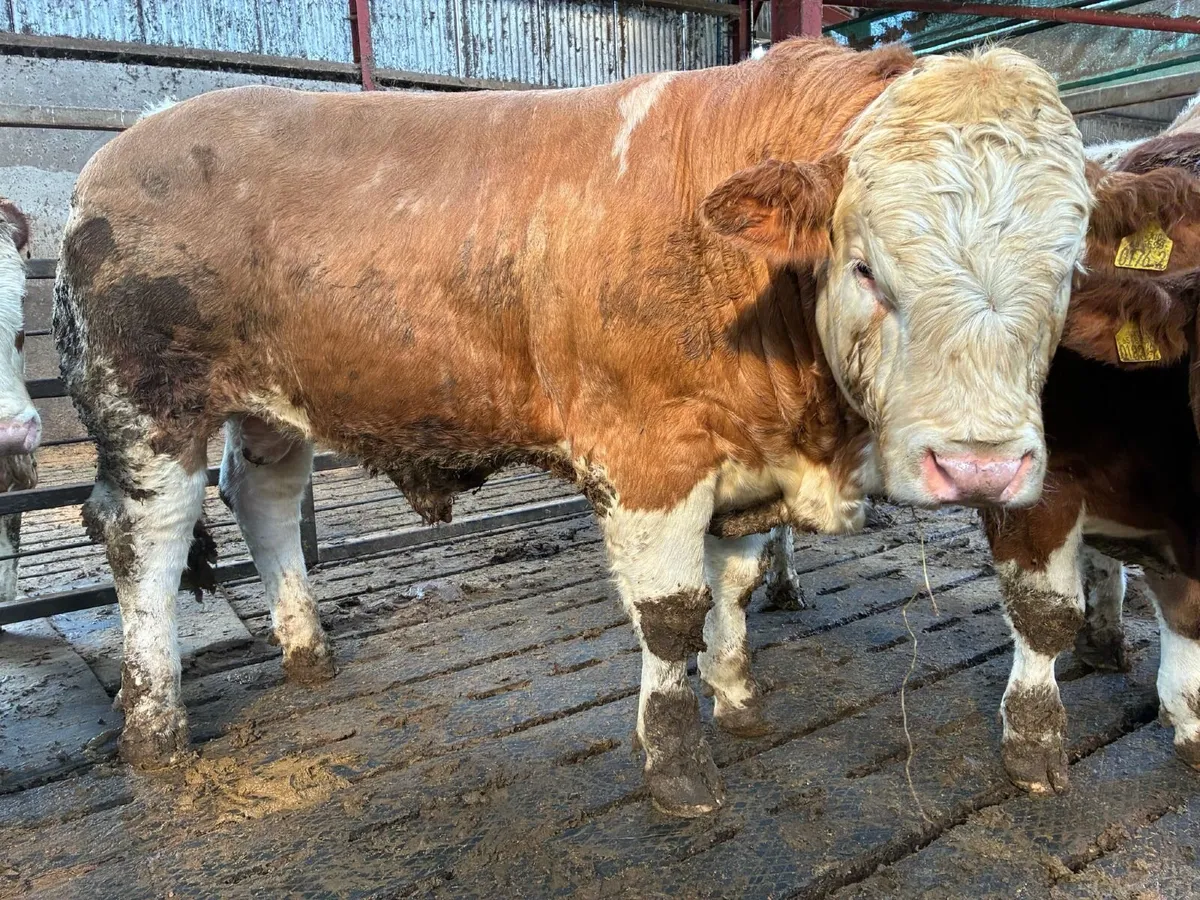 Pedigree Simmental Bull for sale - Image 2