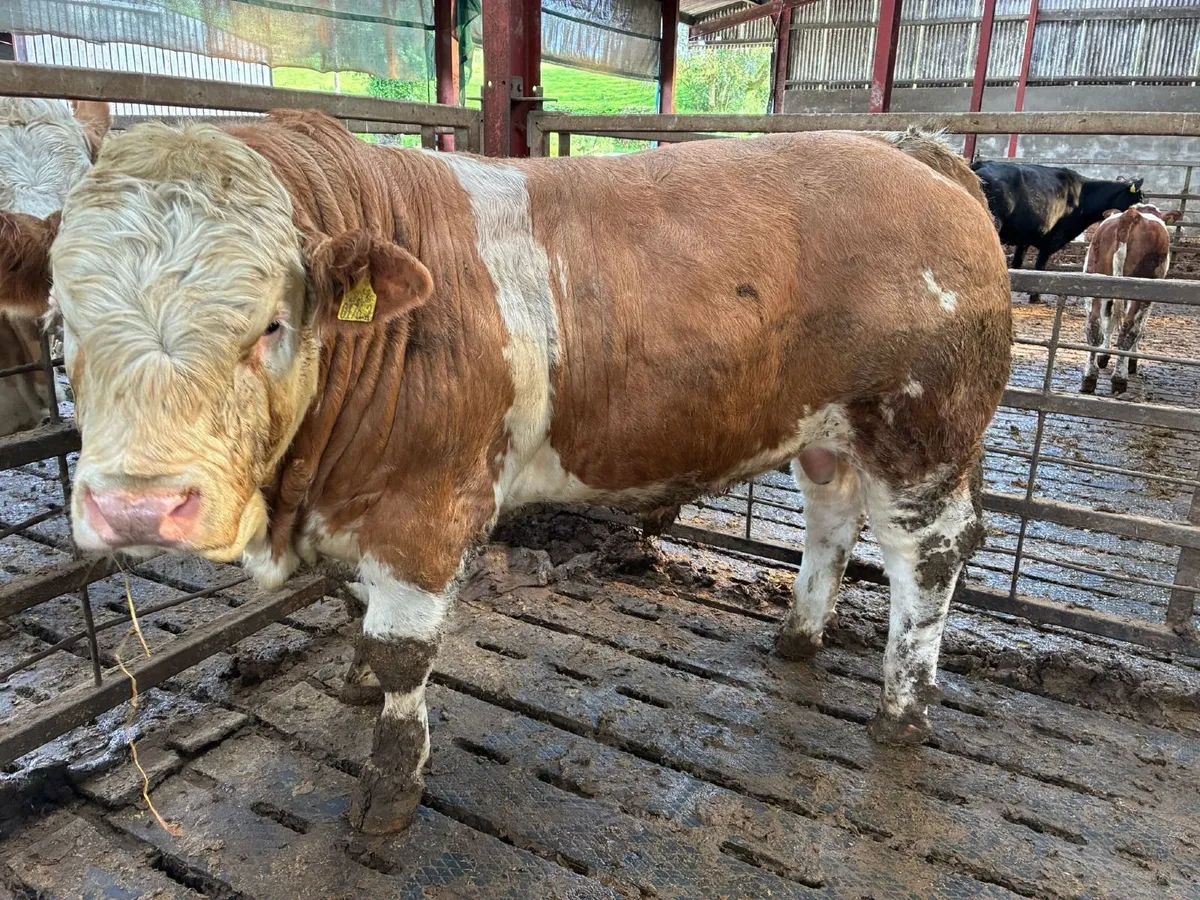 Pedigree Simmental Bull for sale - Image 3