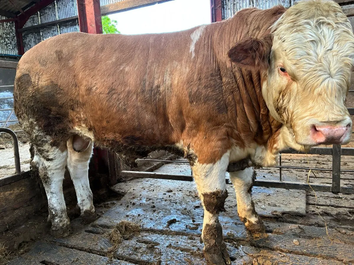 Pedigree Simmental Bull for sale - Image 4