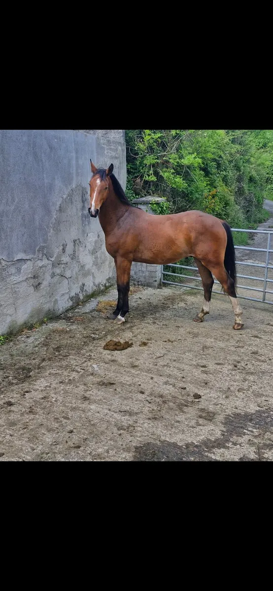 2 year old colt - Image 2