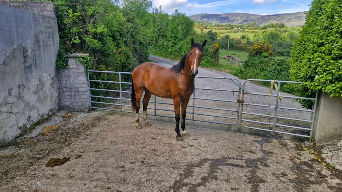 2 year old colt - Image 3