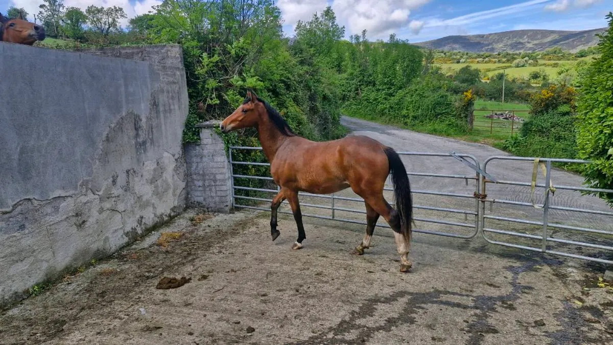 2 year old colt - Image 4