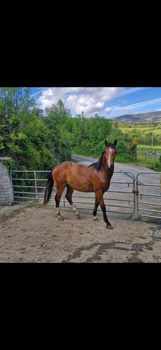 2 year old colt - Image 1