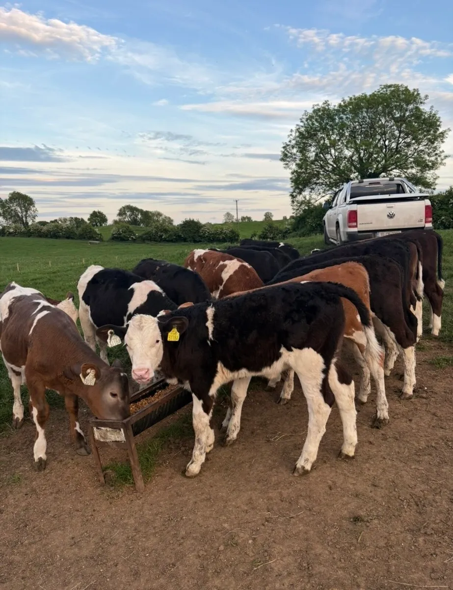 17 super runner heifers - Image 1