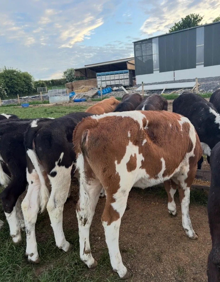 17 super runner heifers - Image 2