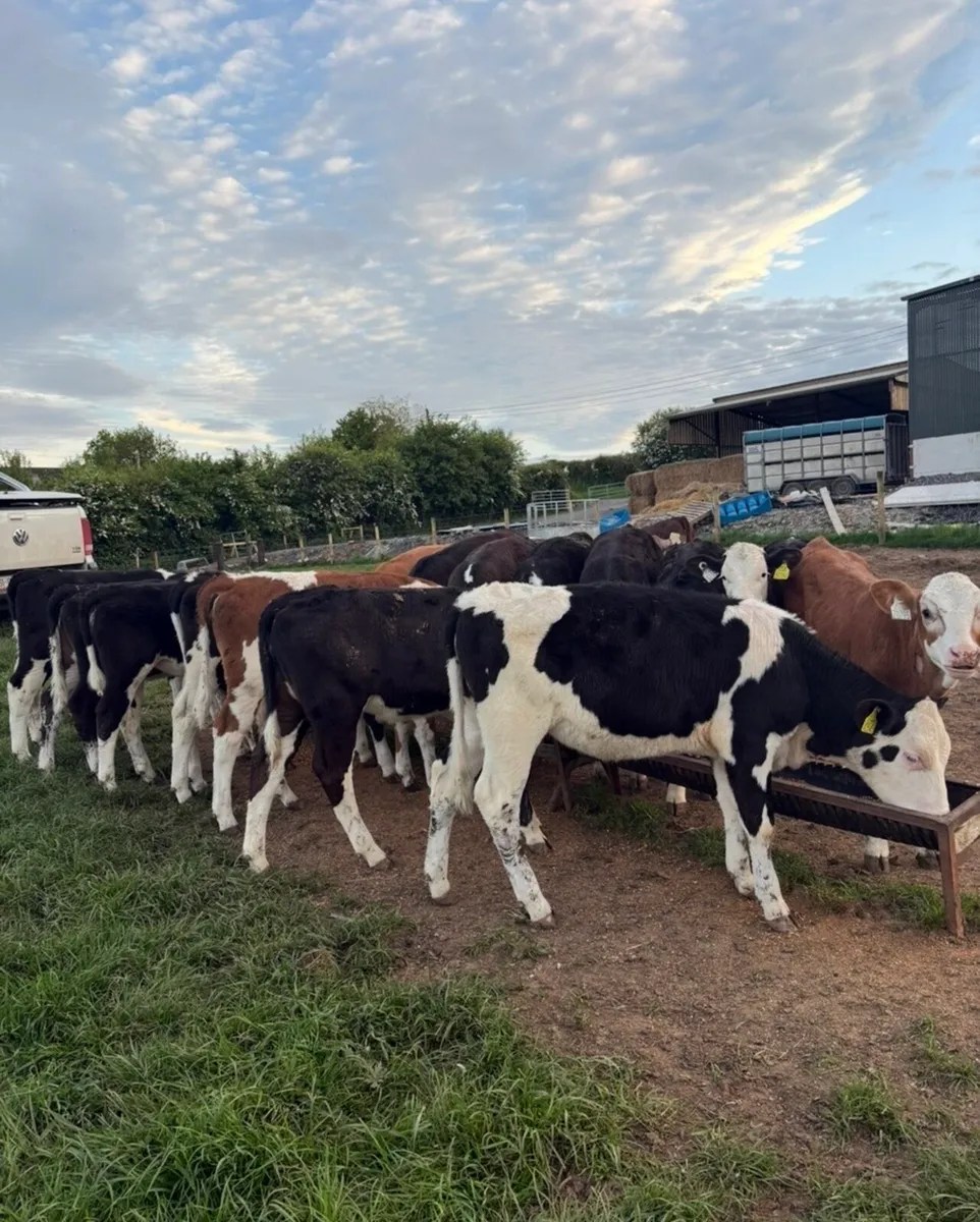 17 super runner heifers - Image 3