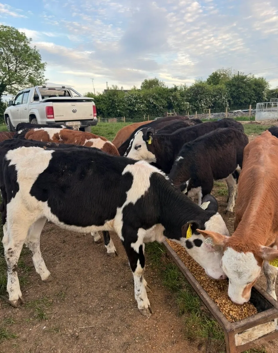 17 super runner heifers - Image 4