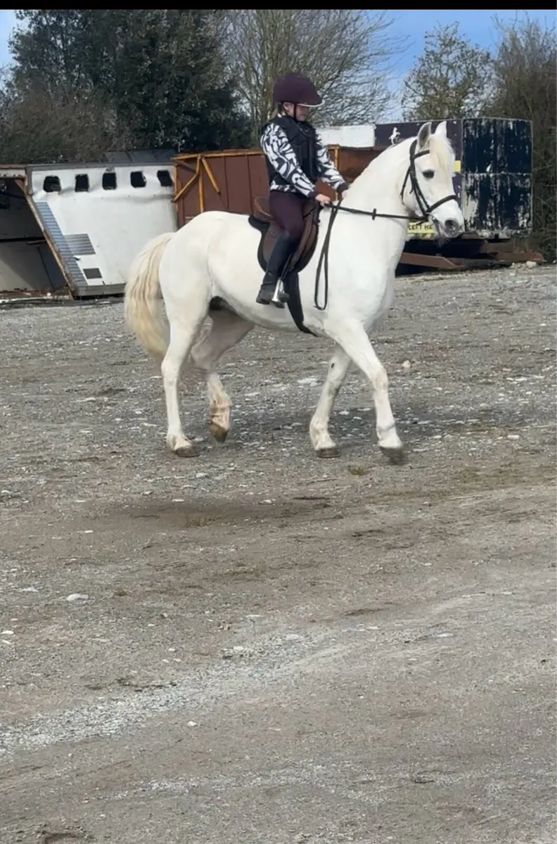 Class 1 connamara mare - Image 1
