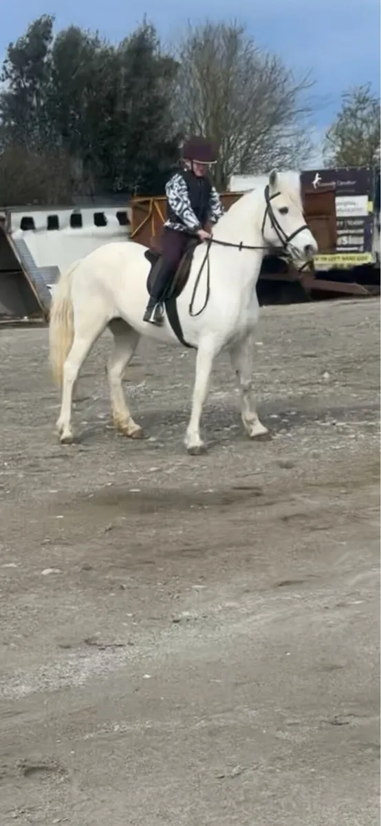 Class 1 connamara mare - Image 2