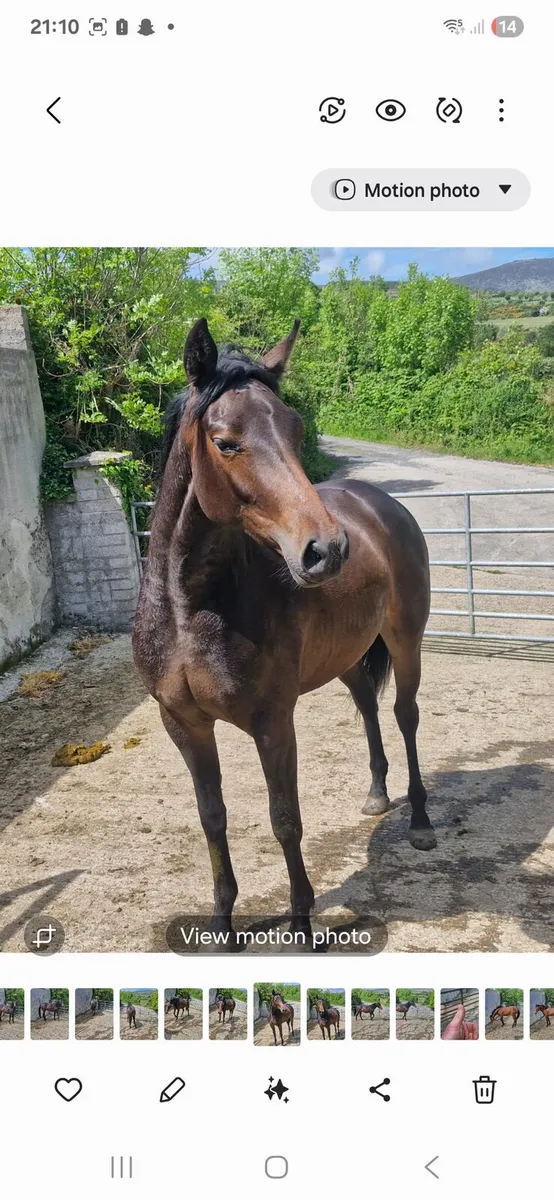 2 year old filly - Image 1