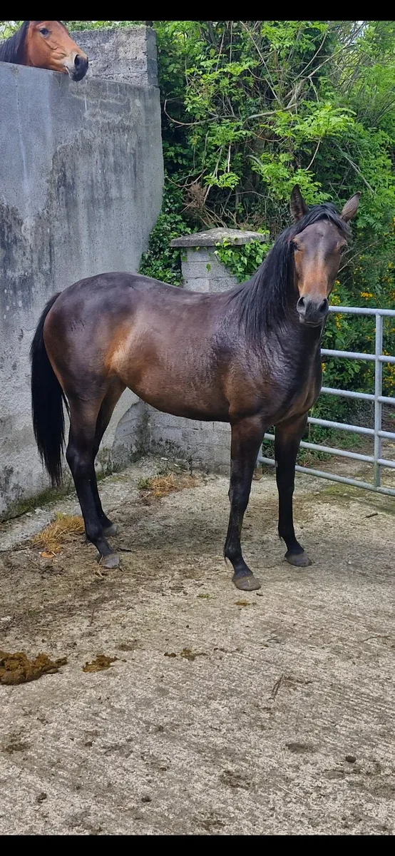 2 year old filly - Image 2