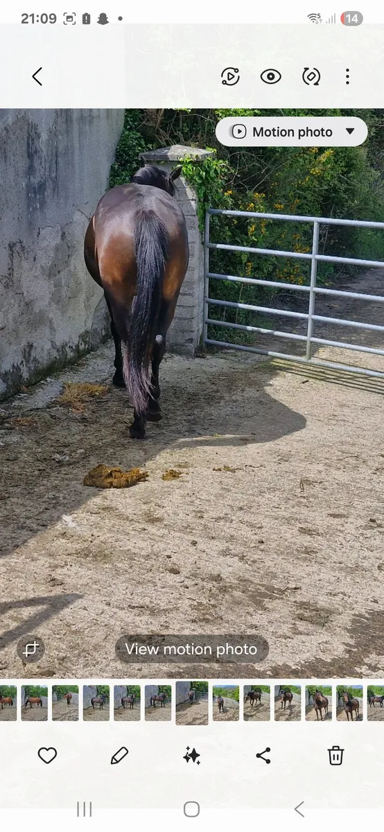 2 year old filly - Image 3