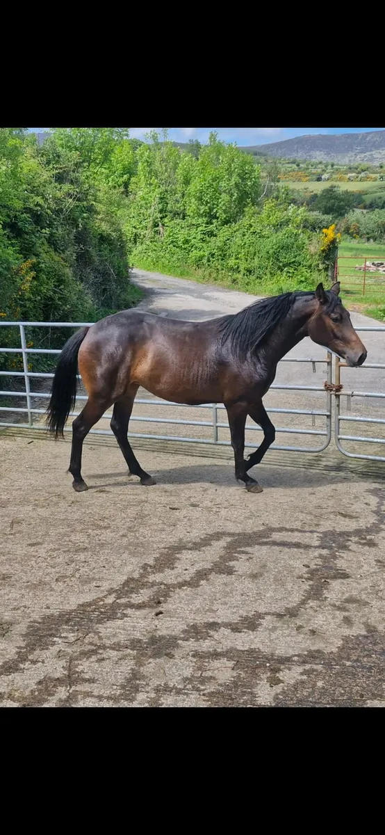 2 year old filly - Image 4