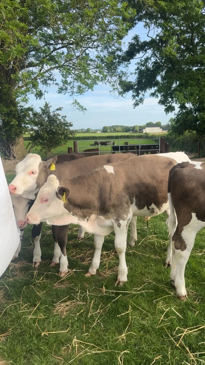 SimmentalX calves (x10) - Image 1