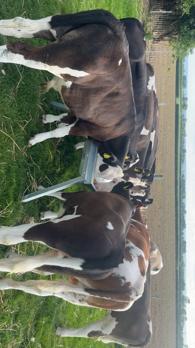 SimmentalX calves (x10) - Image 4